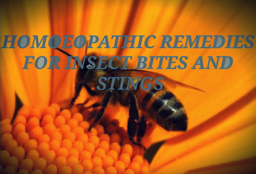 HOMOEOPATHIC REMEDIES FOR INSECT BITE AND STINGS – HDS