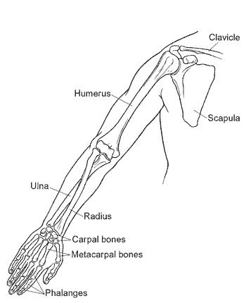 Parts Of The Upper limb | Introduction | Anatomy | HDS