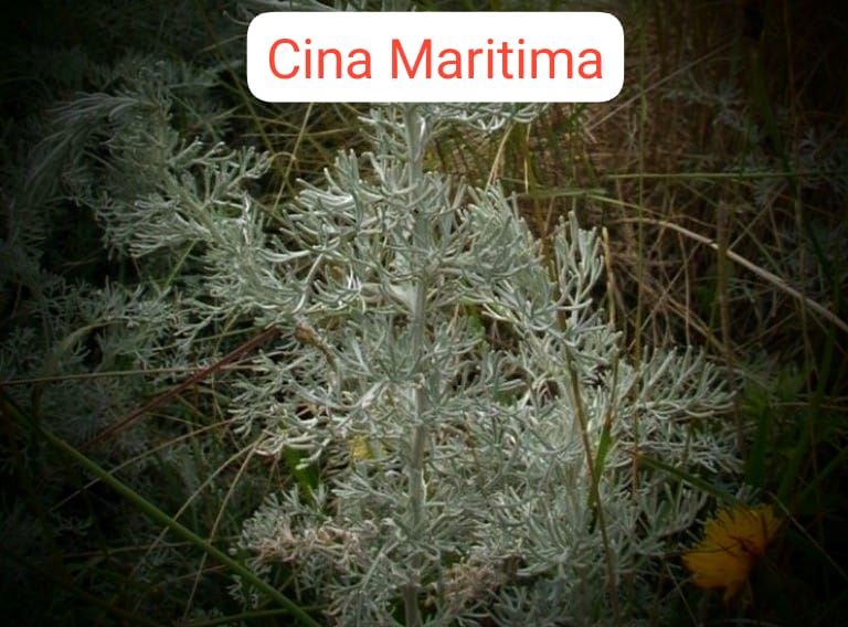 Cina Maritima