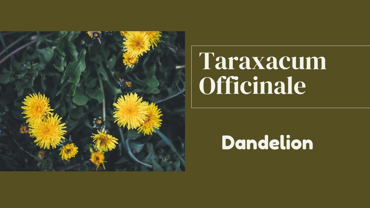 Taraxacum Officinale | Homeopathic Materia Medica | HDS