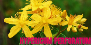 Hypericum perforatum 