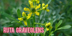 Ruta Graveolens