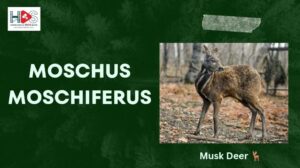 Moschus Moschiferus