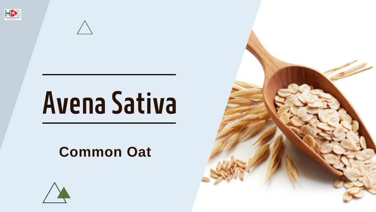 Avena Sativa | Homeopathic Materia Medica | HDS