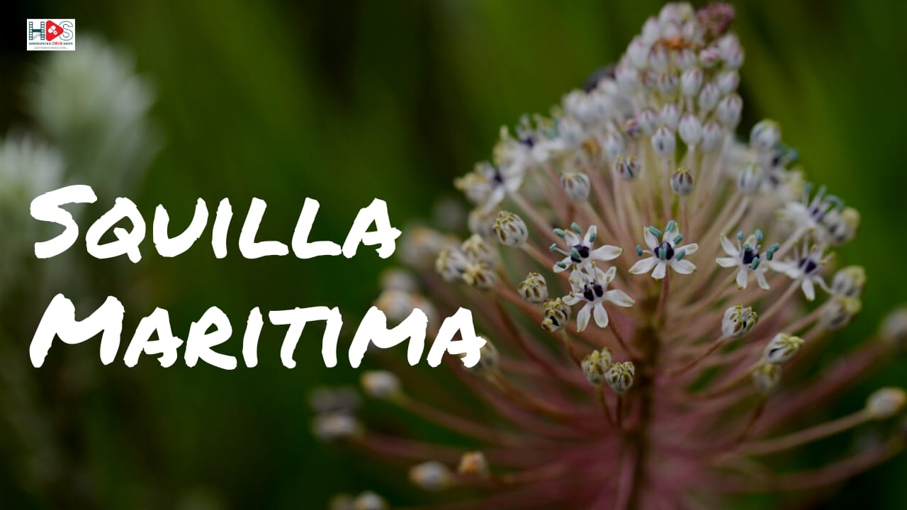 Squilla Maritima | Homeopathic Drug Picture | HDS