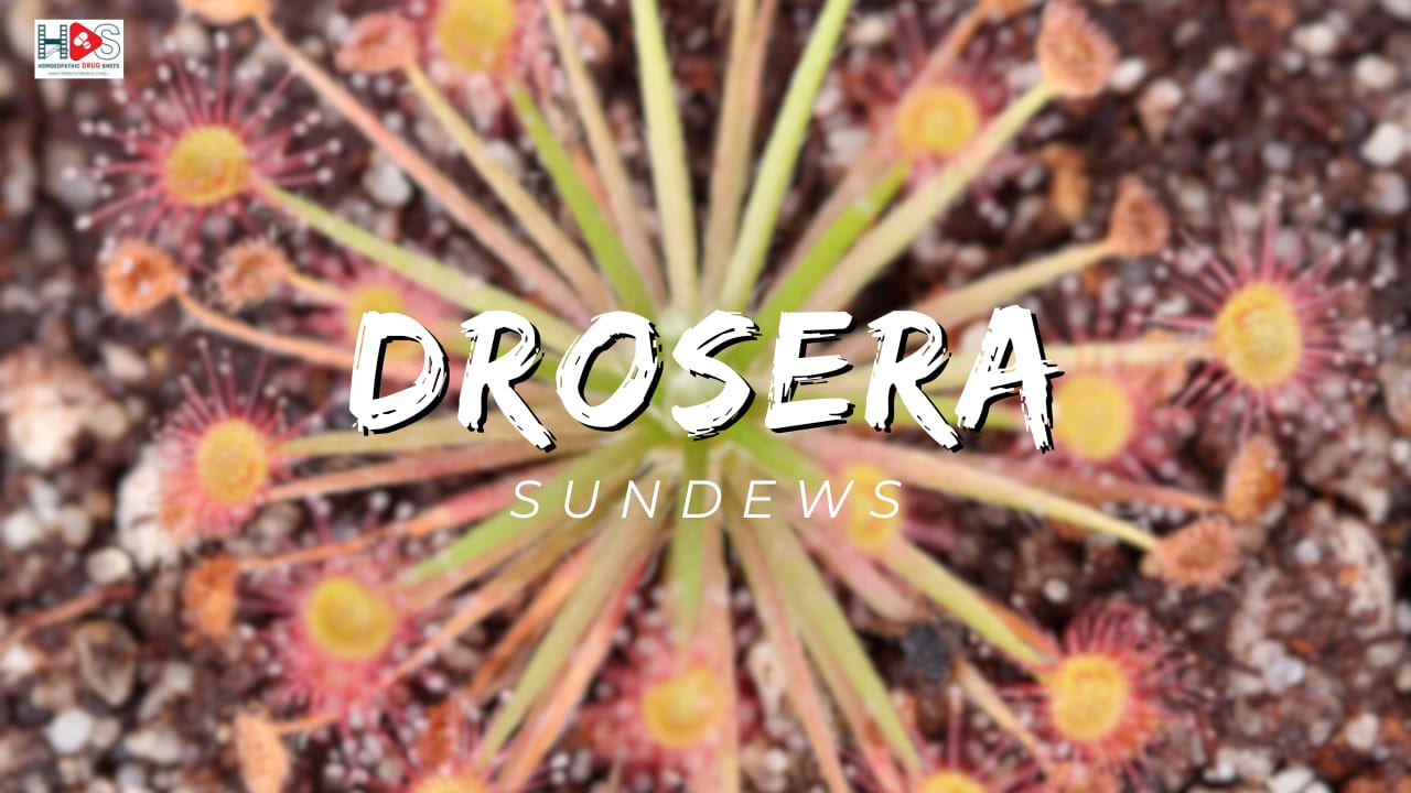 Drosera Rotundifolia | Homeopathic Materia Medica | HDS