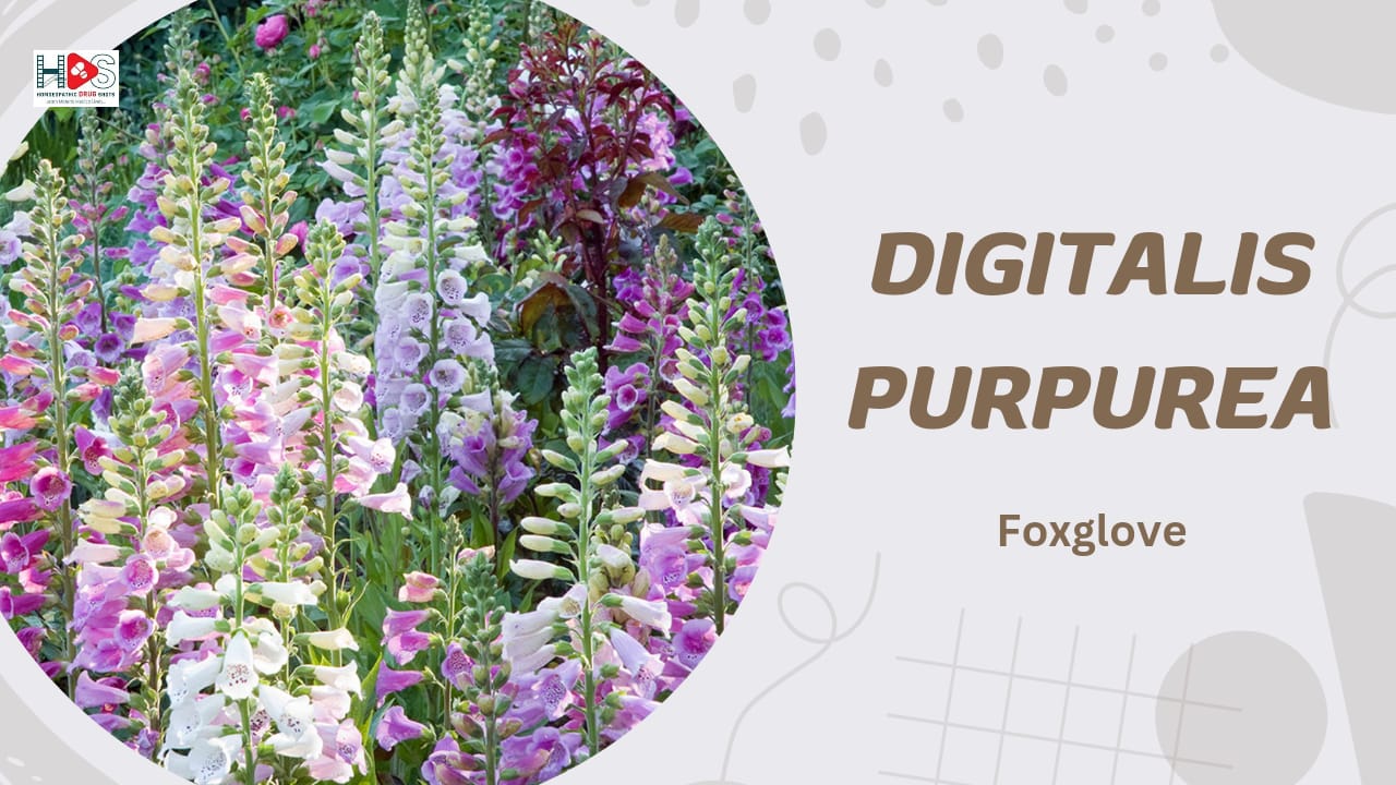 Digitalis purpurea | Homeopathic Materia Medica | HDS