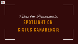 Cistus canadensis