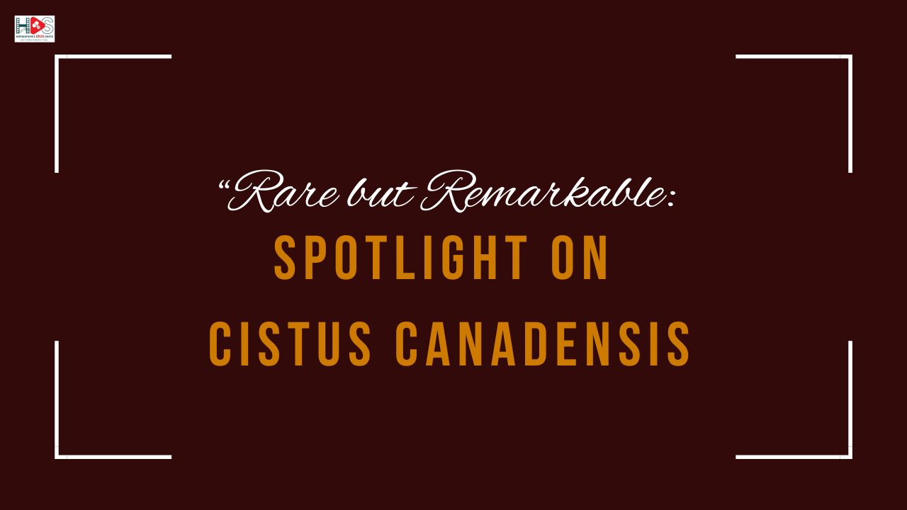 Rare but Remarkable: Spotlight on Cistus canadensis | HDS