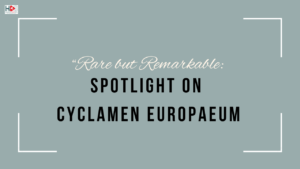 Cyclamen europaeum